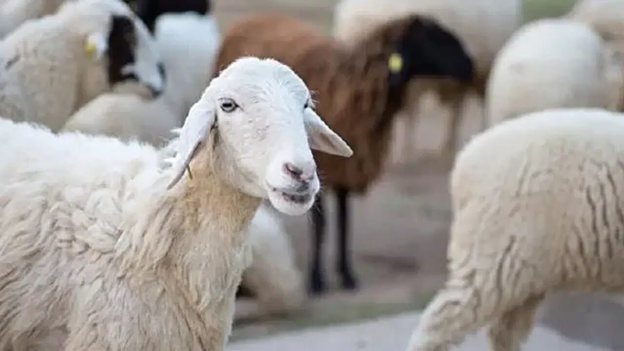 Kırsalda Bereket Projesi başvuruları başladı mı? 100 koyun desteği şartları nelerdir?